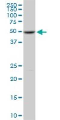 Western Blot: DNA Polymerase epsilon p59 Antibody (1A3) [H00005427-M01]