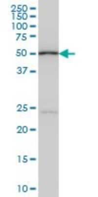 Western Blot: DNA Polymerase epsilon p59 Antibody (1A3) [H00005427-M01]