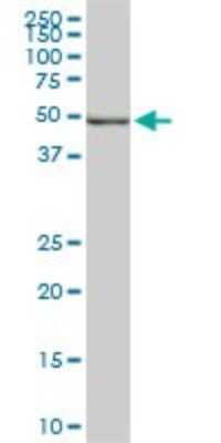 Western Blot: DNA Polymerase epsilon p59 Antibody (1A3) [H00005427-M01]