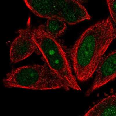 Immunocytochemistry/ Immunofluorescence: DNA Polymerase epsilon subunit 3 Antibody [NBP2-13785]