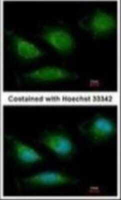 Immunocytochemistry/ Immunofluorescence: DNA Polymerase gamma Antibody [NBP1-52300]