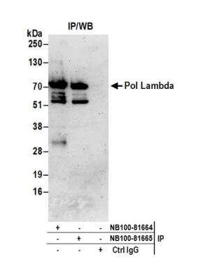 Immunoprecipitation: DNA Polymerase lambda Antibody [NB100-81665]