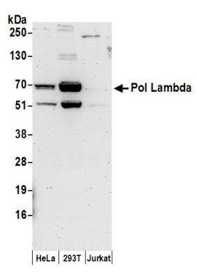 Western Blot: DNA Polymerase lambda Antibody [NB100-81664]