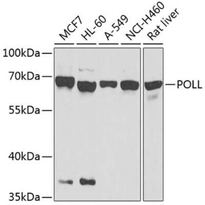 Western Blot: DNA Polymerase lambda AntibodyBSA Free [NBP2-92545]