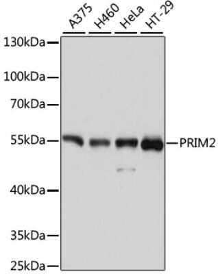 Western Blot: DNA Primase large subunit AntibodyAzide and BSA Free [NBP2-92044]