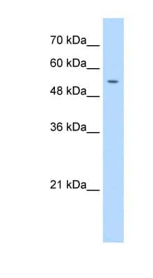 Western Blot: DNA Primase small subunit Antibody [NBP1-58184]