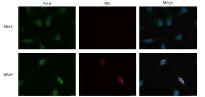 Immunocytochemistry/ Immunofluorescence: DNA polymerase alpha Antibody [NBP1-47256]