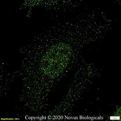Immunocytochemistry/ Immunofluorescence: DNA polymerase sigma Antibody [NB100-56356]