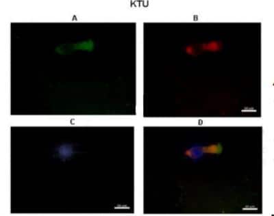 Immunohistochemistry: DNAAF2 Antibody [NBP1-70428]
