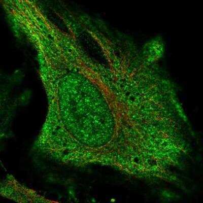 Immunocytochemistry/ Immunofluorescence: DNAH17 Antibody [NBP1-90489]