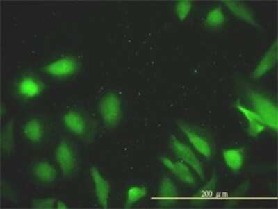 Immunocytochemistry/ Immunofluorescence: DNAJA2 Antibody (2A11-F2) [H00010294-M01]