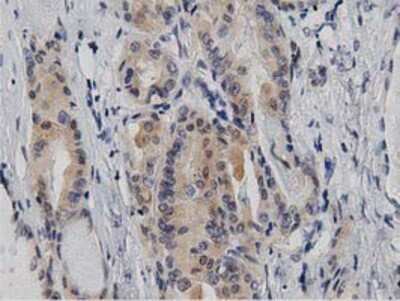 Immunohistochemistry-Paraffin: DNAJA2 Antibody (OTI3A10) [NBP2-02996]
