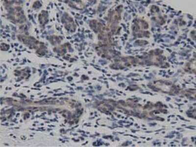 Immunohistochemistry-Paraffin: DNAJA2 Antibody (OTI3A10) [NBP2-02996]