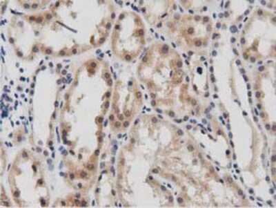 Immunohistochemistry-Paraffin: DNAJA2 Antibody (OTI3A10) [NBP2-02996]