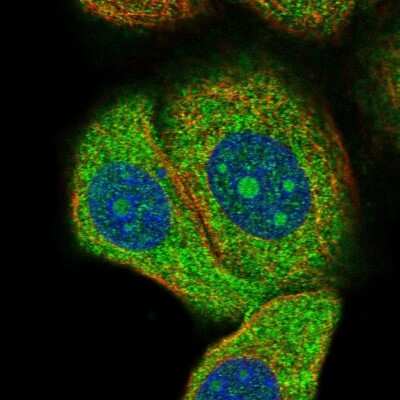 Immunocytochemistry/ Immunofluorescence: DNAJA2 Antibody [NBP2-57134]