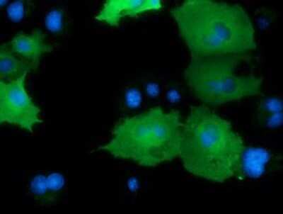 Immunocytochemistry/ Immunofluorescence: DNAJA2 Antibody (OTI3A10) - Azide and BSA Free [NBP2-71565]