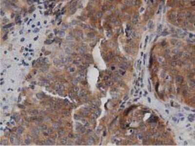 Immunohistochemistry: DNAJA2 Antibody (OTI3A10) - Azide and BSA Free [NBP2-71565]