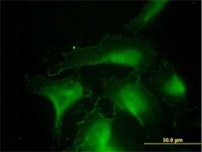 Immunocytochemistry/ Immunofluorescence: DNAJA4 Antibody (4B4-1F2) [H00055466-M01]