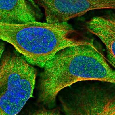 Immunocytochemistry/ Immunofluorescence: DNAJA4 Antibody [NBP2-58975]