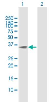 Western Blot: DNAJA4 Antibody [H00055466-B01P]
