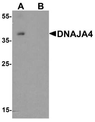 Western Blot: DNAJA4 AntibodyBSA Free [NBP2-81983]