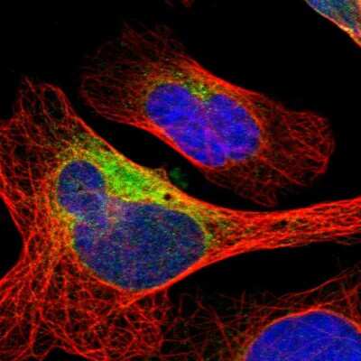 Immunocytochemistry/ Immunofluorescence: DNAJB11 Antibody [NBP1-84899]