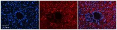 Immunohistochemistry: DNAJB12 Antibody [NBP1-59444]