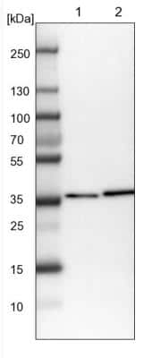 Western Blot: DNAJB14 Antibody [NBP1-82240]