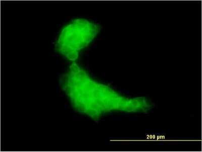 Immunocytochemistry/ Immunofluorescence: DNAJB2 Antibody (2C9) [H00003300-M03]