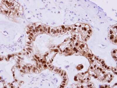 Immunohistochemistry-Paraffin: DNAJB2 Antibody [NBP1-32249]