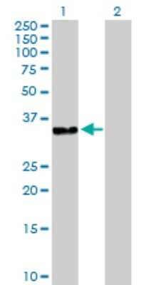 Western Blot: DNAJB2 Antibody [H00003300-D01P]