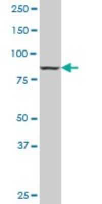 Western Blot: DNAJC10 Antibody (3A8) [H00054431-M02]