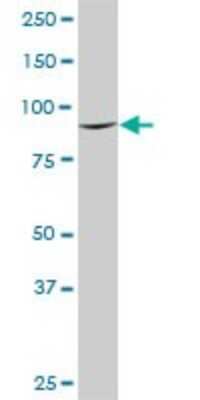Western Blot: DNAJC10 Antibody (3A8) [H00054431-M02]