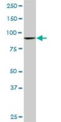 Western Blot: DNAJC10 Antibody (3A8) [H00054431-M02]