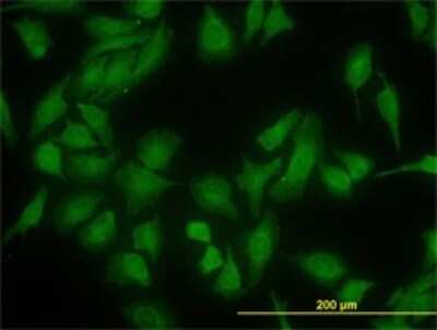 Immunocytochemistry/ Immunofluorescence: DNAJC10 Antibody (3C4) [H00054431-M01]