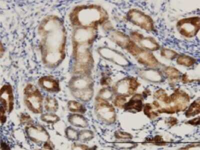 Immunohistochemistry-Paraffin: DNAJC10 Antibody (3C4) [H00054431-M01]