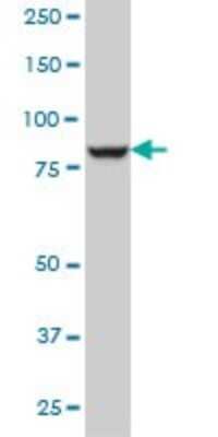 Western Blot: DNAJC10 Antibody (3C4) [H00054431-M01]