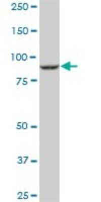 Western Blot: DNAJC10 Antibody (3C4) [H00054431-M01]