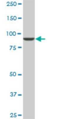 Western Blot: DNAJC10 Antibody (3C4) [H00054431-M01]