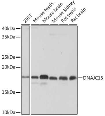 Western Blot: DNAJC15 Antibody (7D7X7) [NBP3-16488]