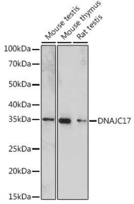 Western Blot: DNAJC17 AntibodyAzide and BSA Free [NBP3-15969]