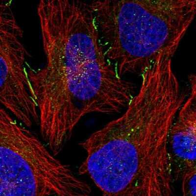Immunocytochemistry/ Immunofluorescence: DNAJC18 Antibody [NBP1-81137]