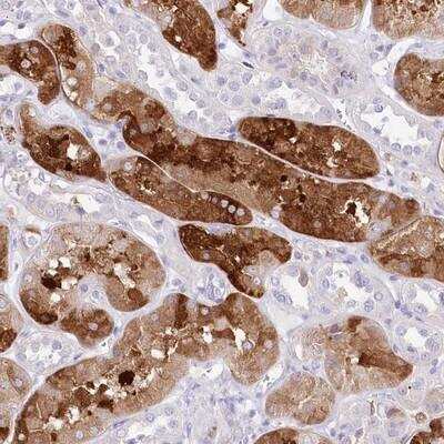 Immunohistochemistry: DNAJC19 Antibody [NBP1-87346]