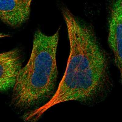Immunocytochemistry/ Immunofluorescence: DNAJC2 Antibody [NBP1-82627]