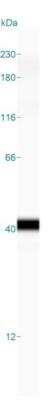 Simple Western: DNAJC8 Antibody [NBP1-87015]