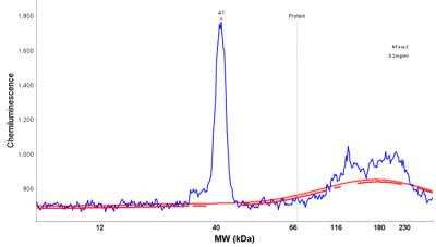 Simple Western: DNAJC8 Antibody [NBP1-87015]