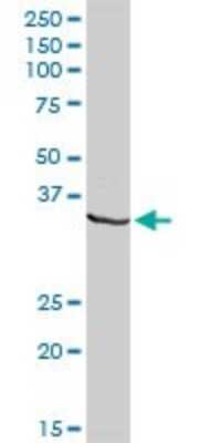 Western Blot: DNALI1 Antibody [H00007802-D01P]