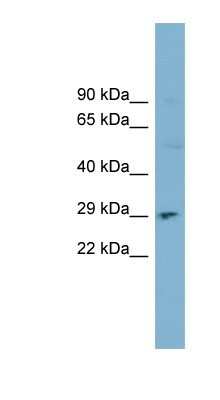 Western Blot: DNASE1 Antibody [NBP1-59404]