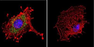 Immunocytochemistry/ Immunofluorescence: DNCIC1 Antibody (74.1) [NB300-726]