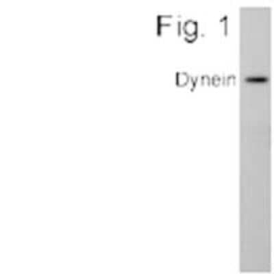 Western Blot: DNCIC1 Antibody (74.1) [NB300-726]